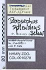 Etikette zu Propsephus splendens (NHMW-ZOO-COL-0010278)